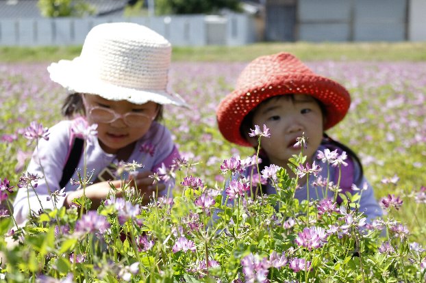 グリーンコープ 産直市場 / 【送料無料】熊本県 加恵の米 無農薬栽培ヒノヒカリ玄米１０Kg